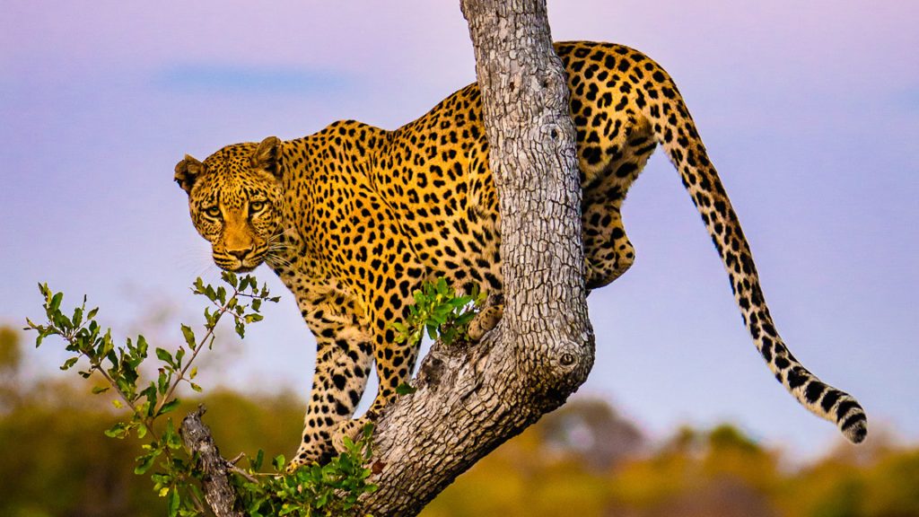 Tanzania Travel - Everything You Need to Know