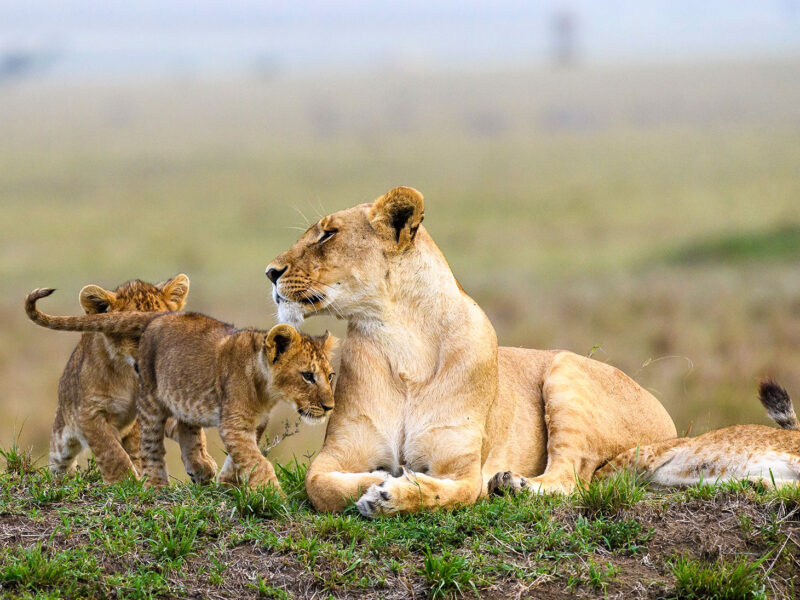 Tanzania Safaris | Luxury Bespoke Vacations with rowlandsafaris