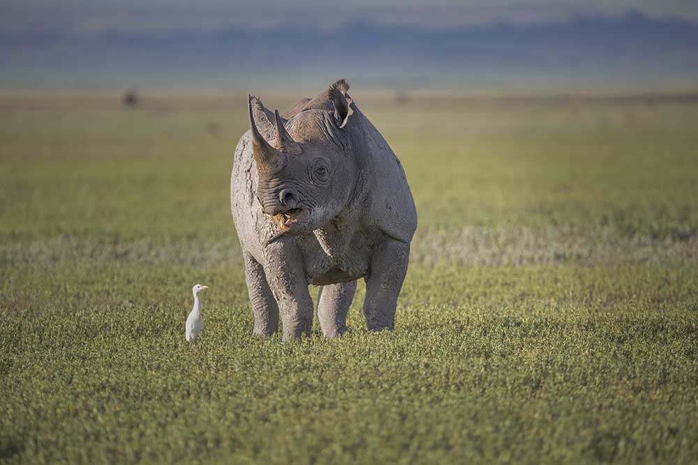 Best Luxury Safari Lodges in Tanzania | Exclusive Safaris in Tanzania with rowlansafari