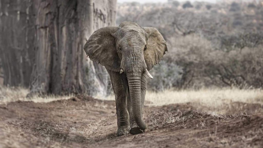 Tanzania Safari: 6-Day 6-Day Luxury Safari & Hot Air Balloon Adventure