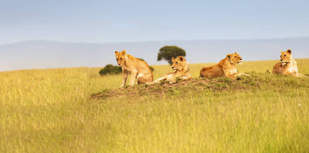 Best Luxury Safari Lodges in Tanzania | Exclusive Safaris in Tanzania with rowlansafari